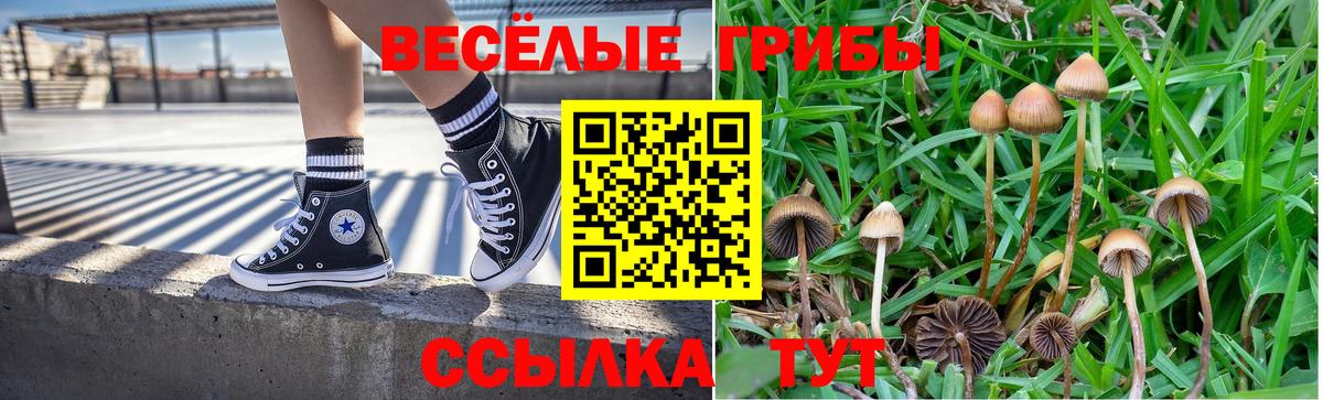 Псилоцибиновые грибы Psilocybine cubensis Советск